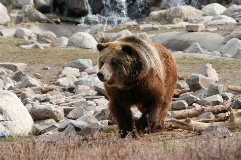 bears in Yellowstone national park